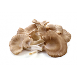 Fresh Vegetable Oyster Mushroom 500g