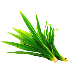 Fresh Vegetable Pandan Leaf / Daun Pandan 100g