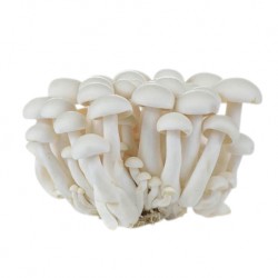 Fresh Vegetable Shimeji Mushroom White 150g