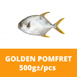 Golden Pomfret 金鲳鱼 Ikan Bawal Fish 500g+/- per piece (Sold per Piece)