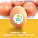 QL Day 1 Egg (OMEGA) - M/L (20pcs/30pcs/40pcs) Fresh Egg Farm Fresh Egg Telur Segar 