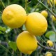 Yein&Young Lemon - Essential Oil - 10ml