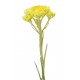 doTERRA Helichrysum Essential Oil - 5 mL