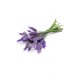 doTERRA Lavender Essential Oil - 15 mL